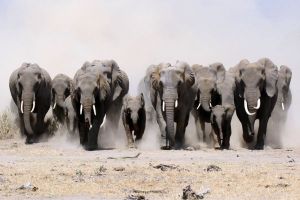Grupa terapeutyczna zdjecie sloni